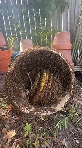 793K views · 36K reactions | Flower Pot Full of Bees | Texas Beeworks | Facebook