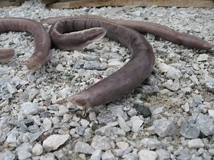 Atlantic Hagfish | Jawless Fish Specimen | Gulf Of Maine, Inc.