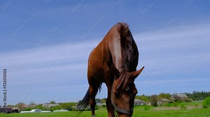 Beautiful horse on a green field. Horse on a green meadow. A horse stands on a field in good weather