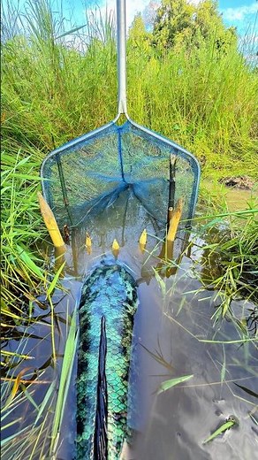 Survival Skills: Unique and Creative way to catch monster snakehead fish #fishing #survival