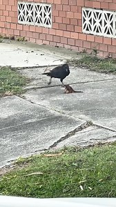 532K views · 8.6K reactions | The possum thinks my cat is its mom.#foryou #animals #possum #cute #rescue | Fields & Flocks | Facebook