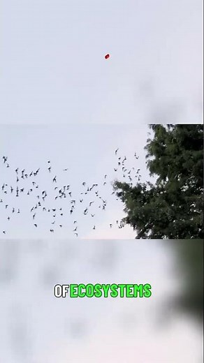 Guardians of the Ecosystem Bats in Nature 🌍