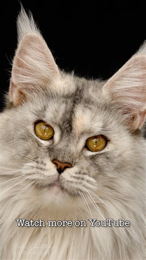 Meet Tipi. #mainecoon #cat #felisgallery #robertsijka | Felis Gallery by Robert Sijka