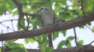 A Yellow-vented Bulbul bird sits in a tree before flying away, Singapore