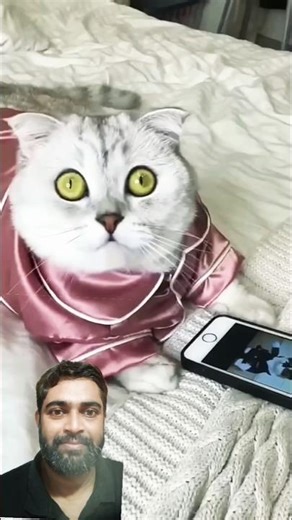 Watch this clever cat showing off its smart tricks and funny moments 🐱#CleverCat #SmartCat #FunnyCat