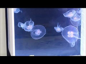 Cubic Instructional Video #3: Feeding Moon Jellyfish