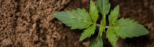 How to get medicinal cannabis