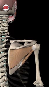 𝗧𝗵𝗲 𝗔𝗻𝘁𝗲𝗿𝗶𝗼𝗿-𝗣𝗼𝘀𝘁𝗲𝗿𝗶𝗼𝗿 𝗥𝗼𝘁𝗮𝘁𝗼𝗿 𝗖𝘂𝗳𝗳 𝗙𝗼𝗿𝗰𝗲 𝗖𝗼𝘂𝗽𝗹𝗲 🌟 Have you ever wondered how your shoulders maintain incredible stability and range of motion? Let's dive into the fascinating world of force couples, specifically the anterior-posterior rotator cuff force couple. 💪✨ What's a Force Couple? Two or more muscles act in opposite directions around a joint. In this case, the subscapularis at the front and the infraspinatus and teres minor cover the back. Their