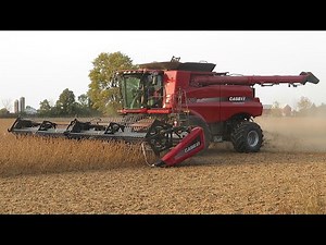 Soybean Harvest 2020 | Case IH 7230 Harvesting Soybeans | Ontario, Canada