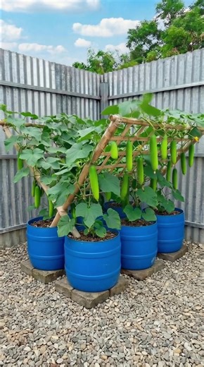 One Trellis, Six Containers… and a Wall of Cucumbers What if a simple trellis could turn a few containers into a vertical cucumber garden? Six barrels, healthy soil, and a bamboo trellis are enough to guide the vines upward instead of letting them spread across the ground. As the plants climb, the cucumbers hang freely — getting more sunlight, better airflow, and making harvesting much easier. Less space. Cleaner plants. Bigger harvest. Sometimes the best way to grow cucumbers… is straight up. �