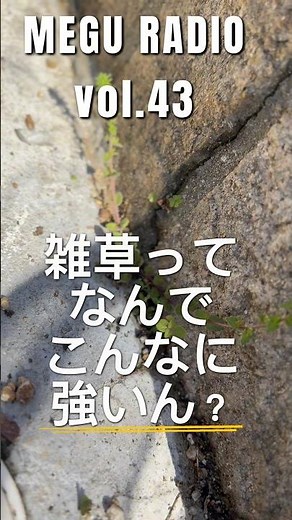 雑草って何でこんなに強いん？ meguradio 外来種生えてきてた ナガミヒナゲシアメリカンオニアザミ #植物