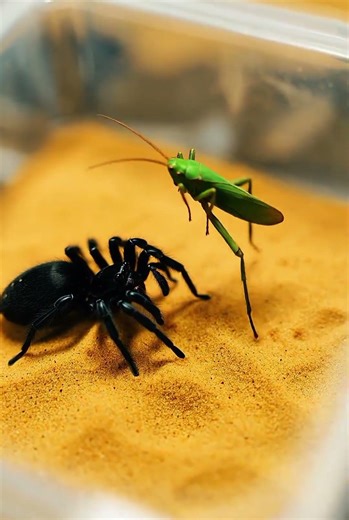 Spider Attacks Weevil in Sand Box Experiment #Villarreal ospid #spiders #weevil #insects