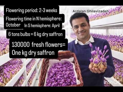 Whole process of saffron vertical farming!