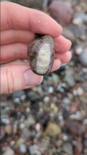 Kleiner Orthoceras im roten Orthocerenkalk entdeckt – 460-485 Millionen Jahre alt! #fossilhunting