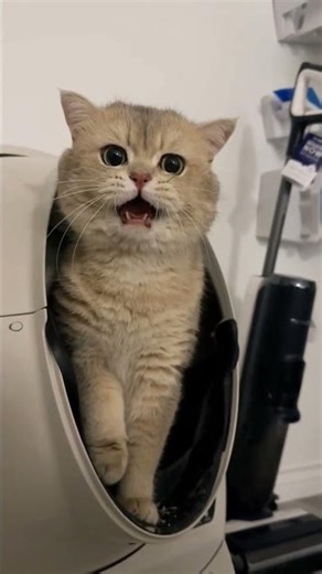 Singing or pooping? Singer Cash's dilemma🎵 #cat #kitten #meow