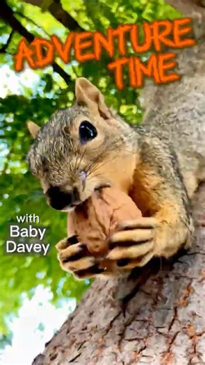 Adventure Time with Squirrel Baby Davey #animals #friends #story #wildlife #gift #kawaii #live #fyp