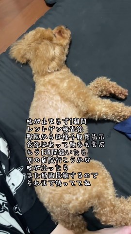 犬の風邪と気管虚脱の見分け方と対処法