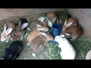 Rabbit Farm For Meat - Best Investment For Make Money