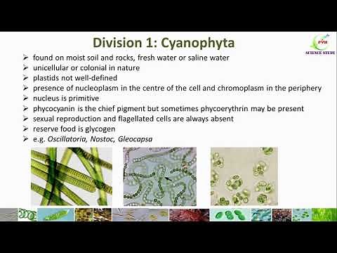 Classification of Algae/ Algae classification by G M Smith/General characters of Algae/ 7 divisions
