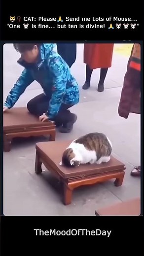 When a Cat Becomes Prayer…🙏| Cat’s Holy Wish 😹📿
