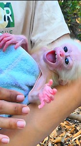 Baby Monkey Lucy’s Bedtime Bottle – Cutest Night Routine Ever 🐒❤️ #MonkeyVideos #MonkeyLove #BabyMonkeyLucy | Monkey TV168