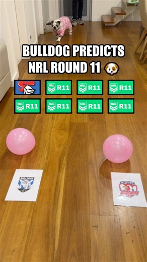 136K views · 380 reactions | GNOCCHI THE BULLDOG’S NRL ROUND 11 PREDICTIONS ✅ | The Cast Patrol | Facebook