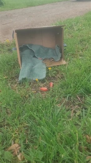 19K views · 1.8K reactions | Yesterday I posted a photo of a chipmunk...