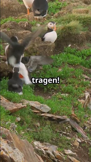 Faszinierende Fakten über Papageitaucher! 🐧