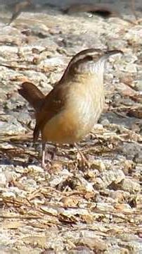 Carolina Wren Call 1 #birds #nature #wildlife