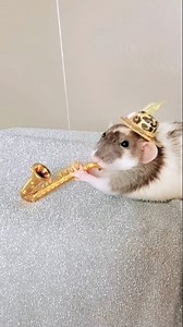 The smooooth sounds of Ratty G. 🐭💕🎷#KennyG eat your heart out! 😂 What can I say? My rat is a musical genius! 🎶 Happy RATurday!!!*** #ratshavefeelingstoo #rat #rats #petrat #petrats #ratties #rattie #petreels #cutepets #funnyreels #cuterats #cuteanimals #ratty #funnypets #mouse #rato #funnyanimals | Rats Have Feelings Too