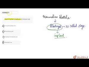 Mammalian blastula is known as