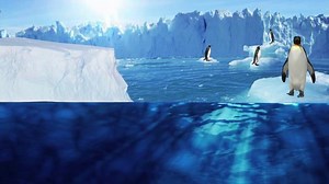 Penguin Diorama Video