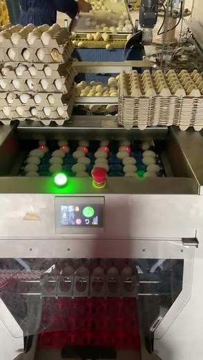 Egg Packer (Project 17/20) Machine 12 (first eggs from new hens)