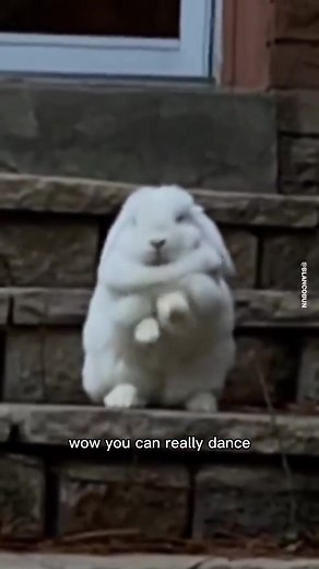 Adorable Dancing Bunnies Showcase Their Moves | Funny Rabbits TikTok Compilation