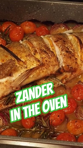 Zander in The Oven