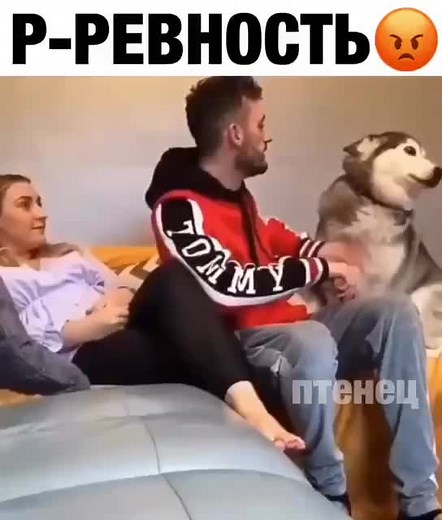 Юмор Животные on TikTok