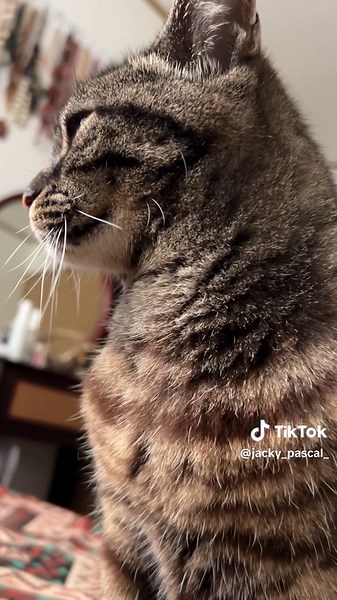 猫ちゃんはツンデレです。 #にゃん助さん #ニャラーム #猫のいる暮らし