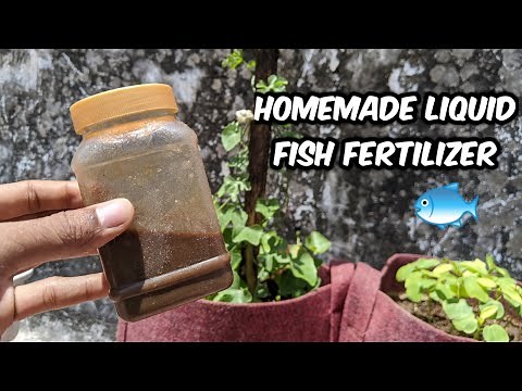 How to make Fish Fertilizer at Home | Fish Fertilizer for plants | Fish Amino Acid Fertilizer 🐟