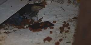 S. Congaree mobile home residents live in squalor as landlord accountability moves slowly