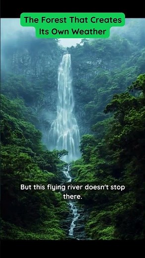 The Forest That Creates Its Own Weather!