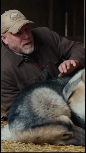 Unexpected attack of a wolf on a man #wildlife #wildanimals #animals
