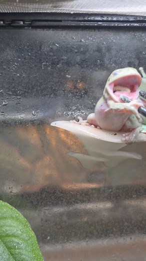 51 reactions | ️ “In the enclosure, balance is lost…” One dumpy frog...