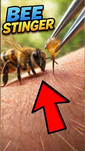Why Honeybees Die After They Sting You 😳 (The Stinger Keeps Pumping!)