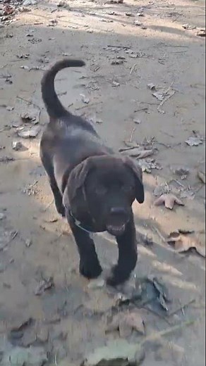 Chiot labrador retriever- Education
