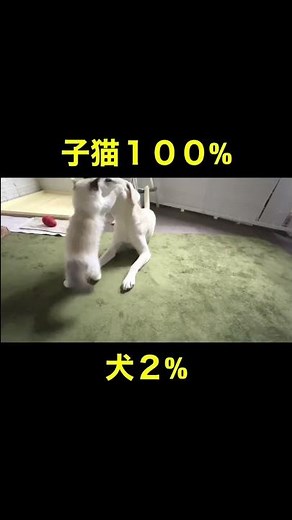 全力で戦いに挑む子猫 対 犬２%