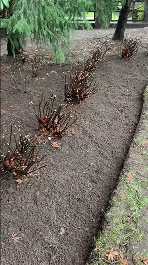 How to prune Spirea for the winter