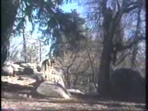 Bearheart of the Great Northwest p1 Denver Pyle 1978