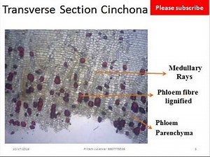 Microscopy of Cinchona Bark its Transverse section, powder characteristics of plant bark