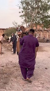 10K views · 308 reactions | MASHA ALLAH MASHA ALLAH ❤️❤️ | Karachi Sohrab Goth Cow Mandi-Bakra Eid In Pakistan | Facebook