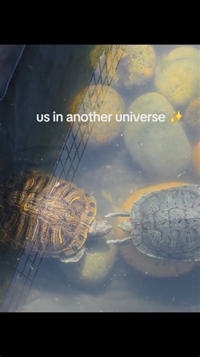 ‎نُور🌹✨‎ on Instagram: "This is how turtles ask each other to mate❤️ . . . #reels #turtle #share #viral #viralvideos #fypppppppppppppppppppppppppppppppppppppppppppppppppppppppppppppppppppppp #foryou #love #relatable #viralreelsvideo❤️"